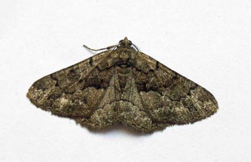 Réf. 62 945 : Peribatodes ilicaria