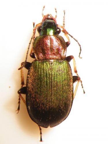 Réf. 62 092 : Chlaenius tibialis