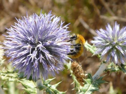 Bombus sp.