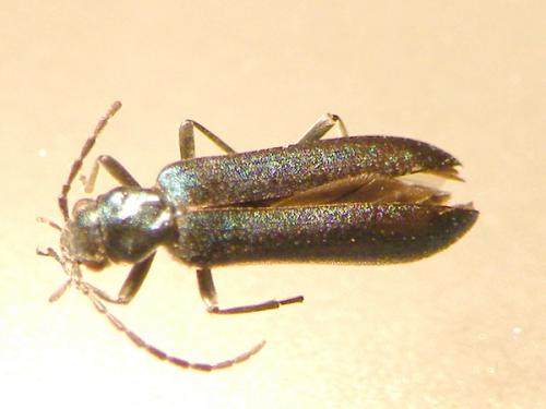 Réf. 62 094 : Ischnomera caerulea