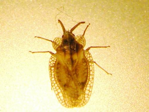 Dictyonota sp.