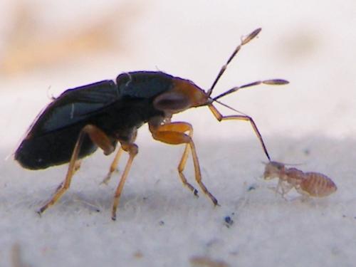 Réf. 62 173 : Geocoris erythrocephalus