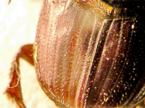 Onthophagus taurus