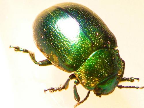 Chrysolina herbacea