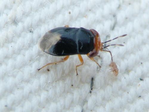 Réf. 62 174 : Geocoris erythrocephalus