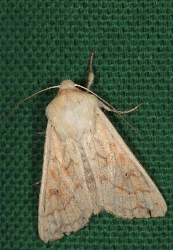 Mythimna vitellina