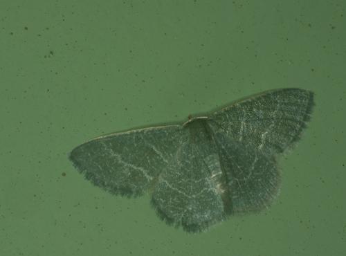 Réf. 62 061 : Phaiogramma etruscaria