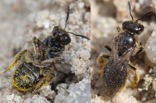 Lasioglossum sp.