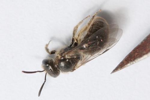 Lasioglossum sp.
