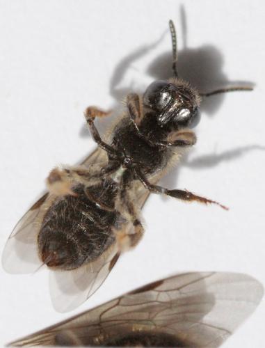 Lasioglossum sp.