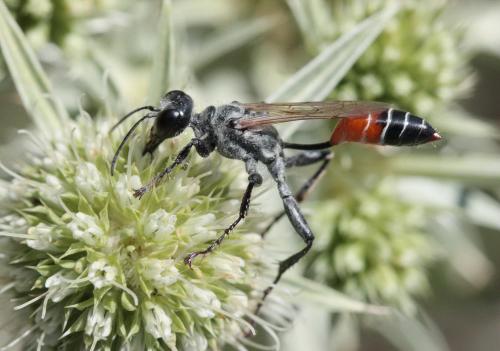 Prionyx kirbii