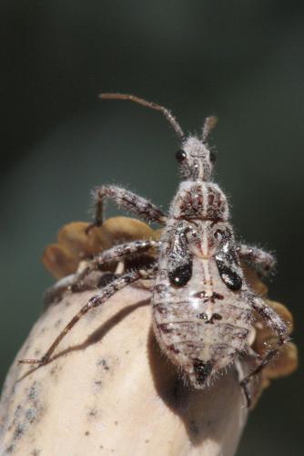 Réf. 62 032 : Coranus sp.