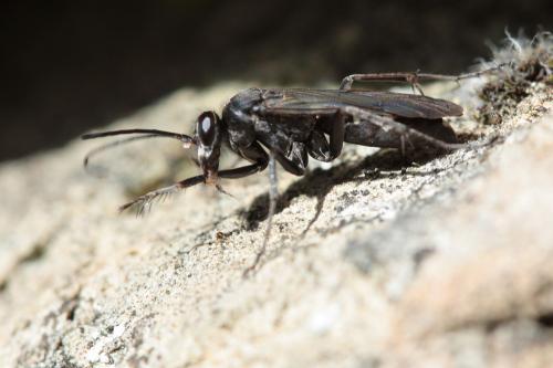 Episyron rufipes