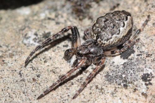 Réf. 62 112 : Nuctenea umbratica