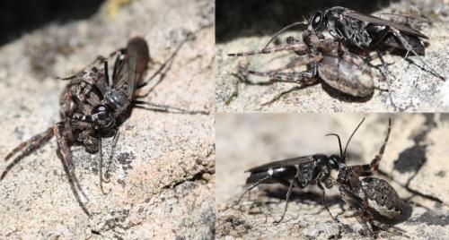 Episyron rufipes