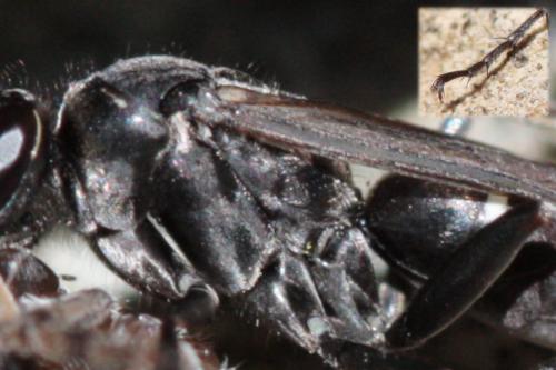Episyron rufipes