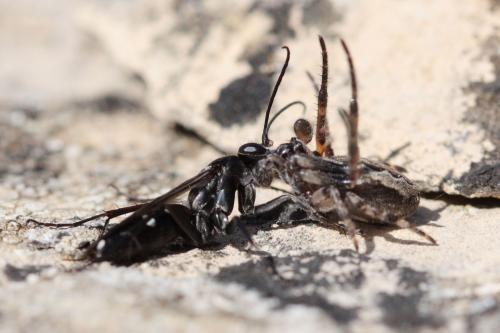 Episyron rufipes