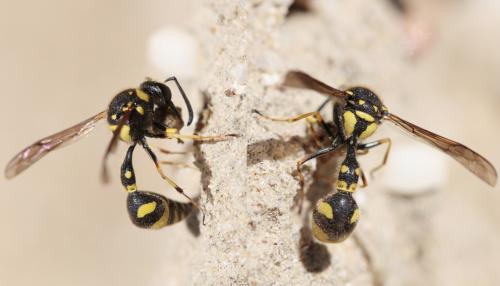 Réf. 62 204 : Eumenes sp.