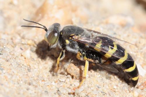 Réf. 62 114 : Bembix oculata