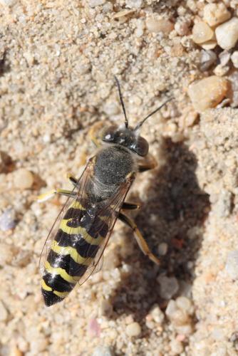 Réf. 62 115 : Bembix oculata