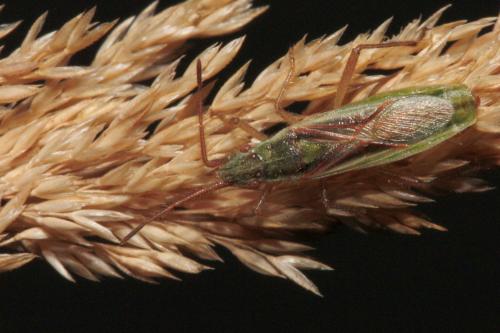 Myrmus miriformis