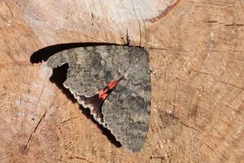 Réf. 62 271 : Catocala elocata