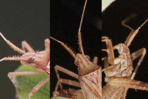 Réf. 62 816 : Phytocoris varipes