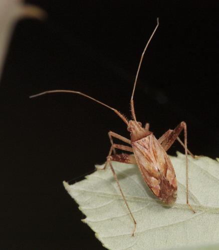 Phytocoris varipes