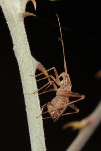 Phytocoris varipes