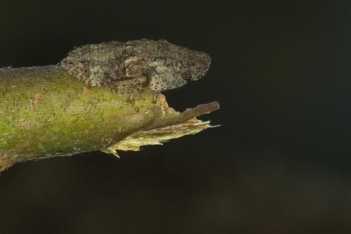 Ledra aurita