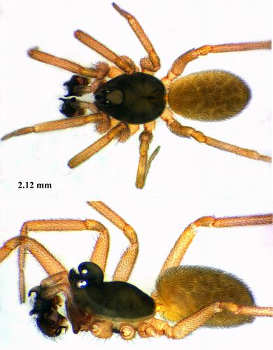 Réf. 62 948 : Walckenaeria cucullata