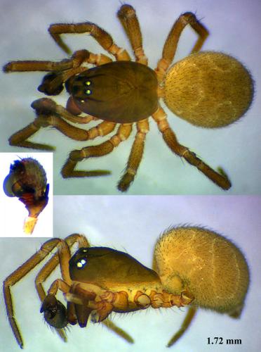 Tapinocyba insecta