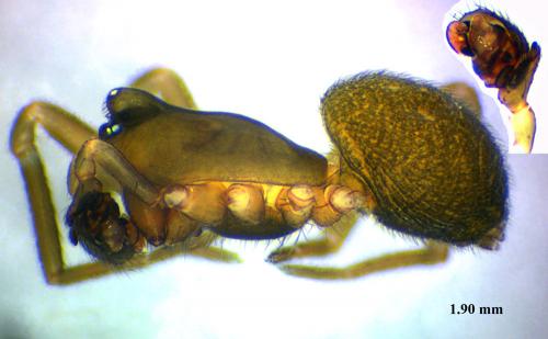 Monocephalus fuscipes