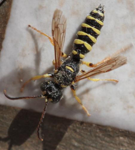 Cerceris ruficornis
