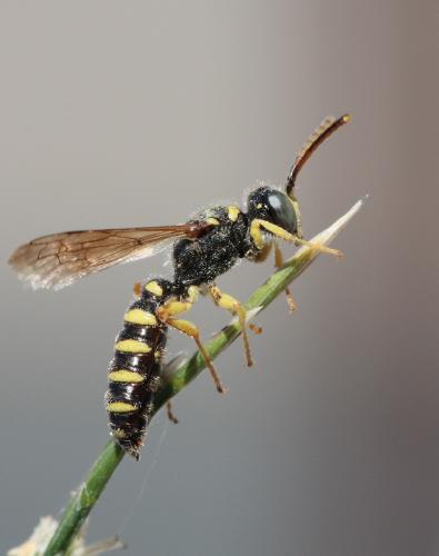 Réf. 62 732 : Cerceris ruficornis