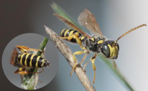 Cerceris ruficornis