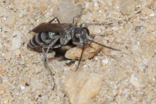 Pompilus cinereus