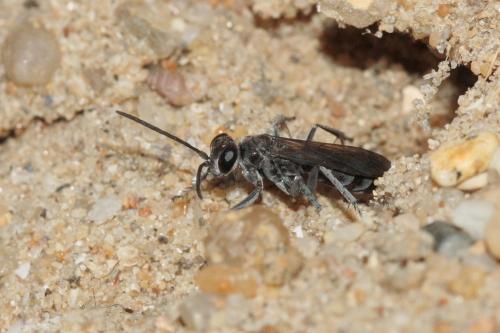 Réf. 62 788 : Pompilus cinereus