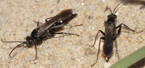 Episyron rufipes