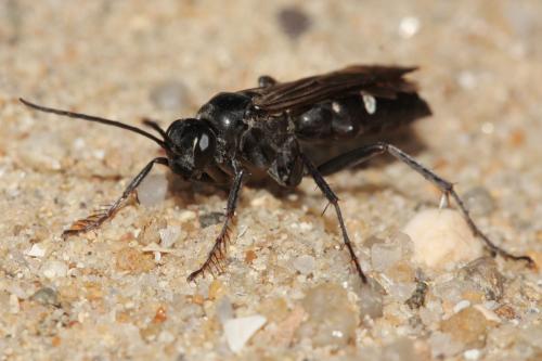 Episyron rufipes