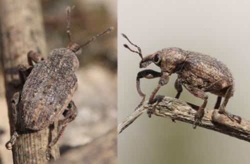 Réf. 62 917 : Brachypera zoilus