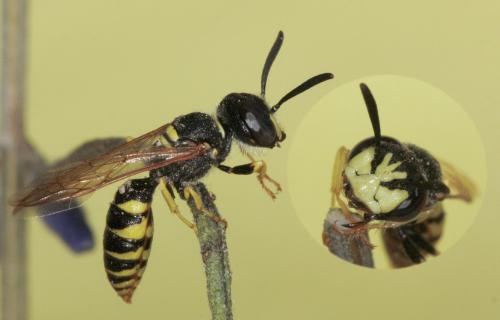 Philanthus triangulum