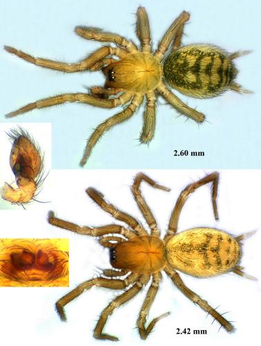 Hahnia helveola