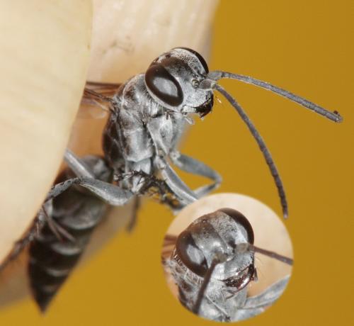 Pompilus cinereus