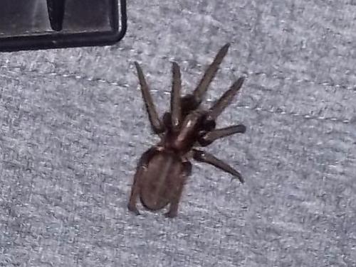 Segestria florentina