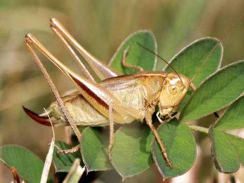 Bicolorana bicolor