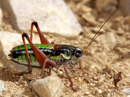 Réf. 62 720 : Anonconotus occidentalis