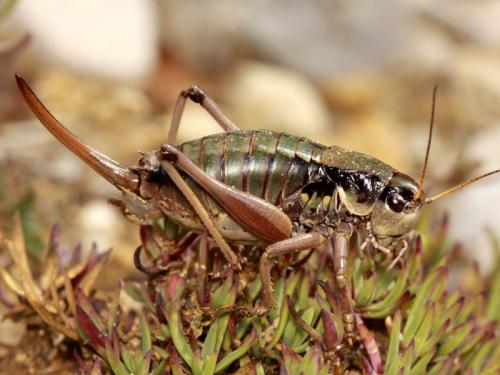 Réf. 62 721 : Anonconotus occidentalis