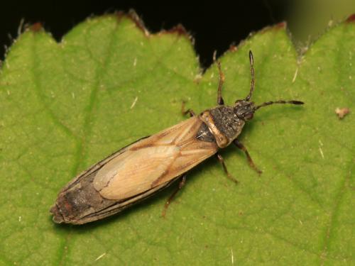 Réf. 62 490 : Ischnodemus genei