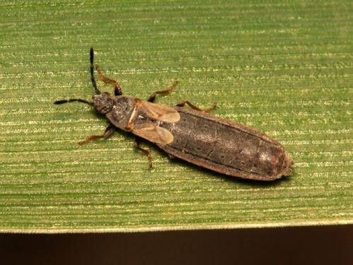 Ischnodemus genei